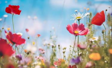 Flowers in a field with red flowers in the foreground